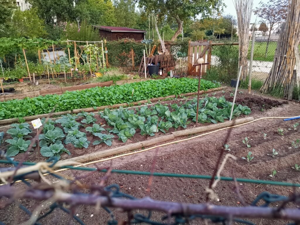 ¿Cómo cultivar hortalizas junto a flores en tu jardín?