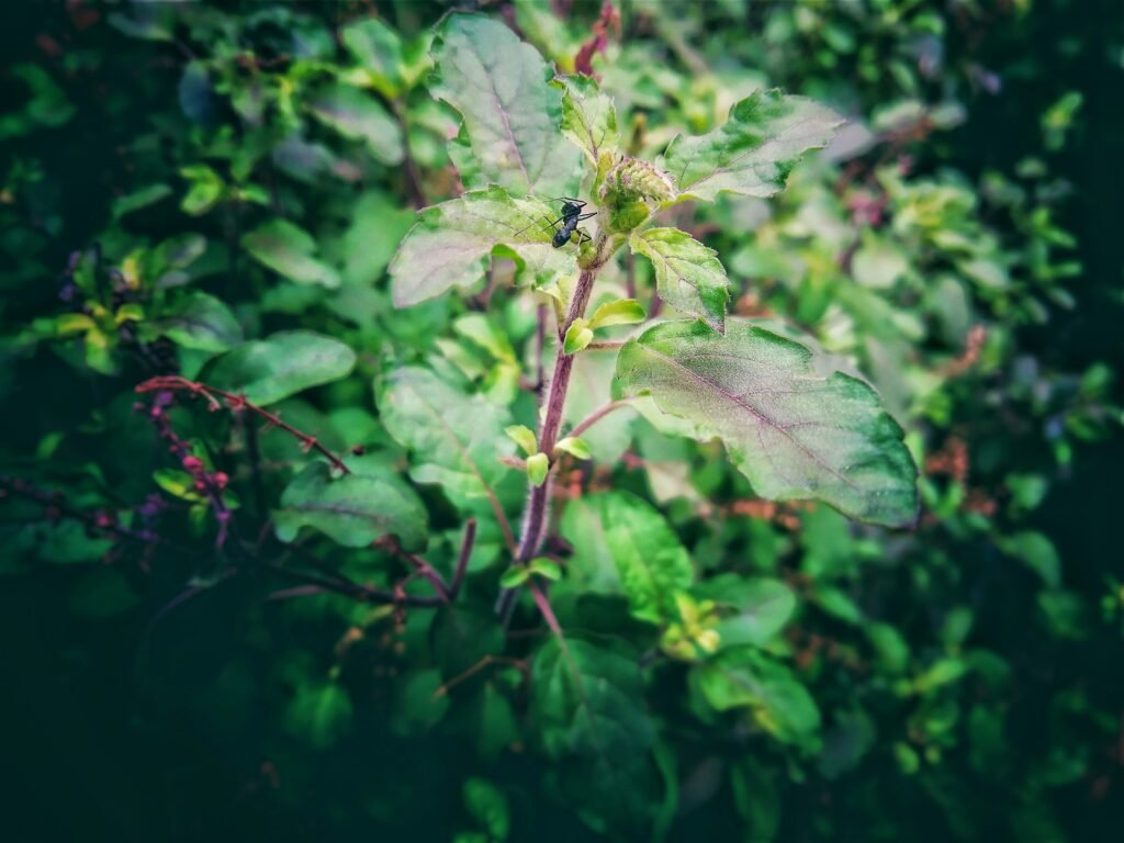 Especies Invasoras: Los 10 Casos Más Graves del Mundo