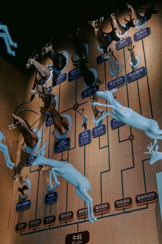 Reino Animalia: Diversidad y Clasificación