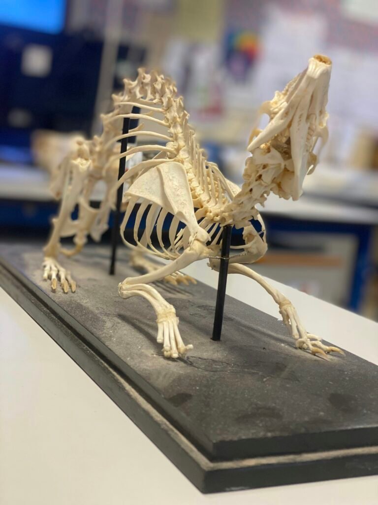 5 Animales que No Envejecen: El Misterio de su Biología