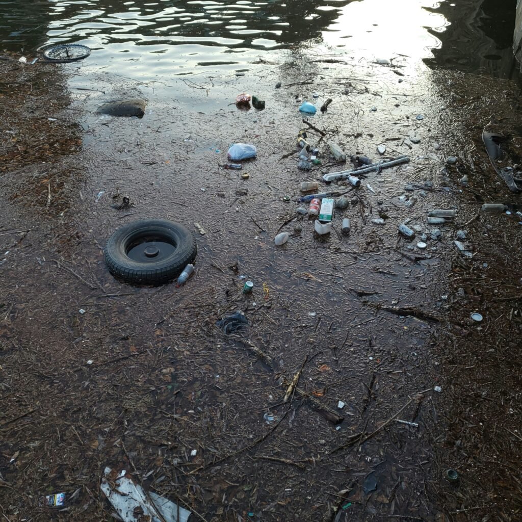 Residuos y contaminación: cómo tu basura afecta ecosistemas y qué puedes hacer