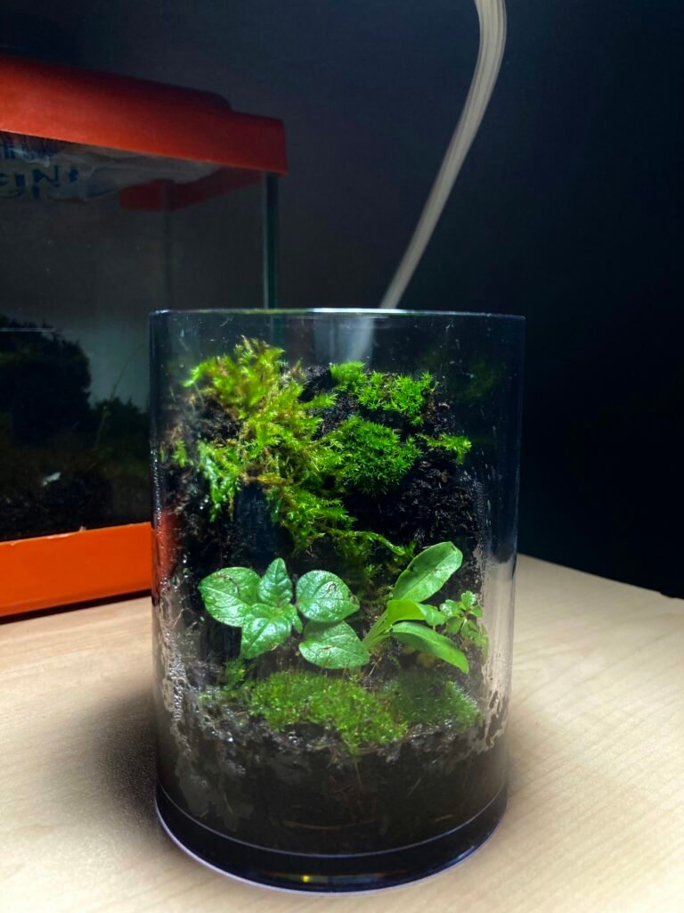 La ecología desde casa: pequeños cambios con gran impacto ambiental