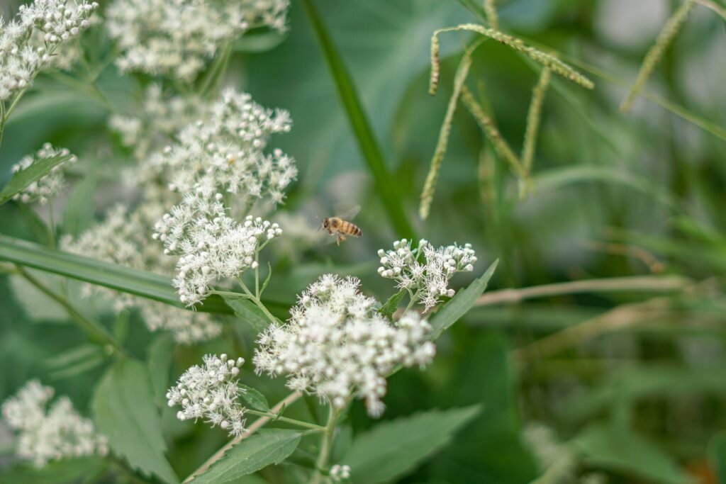 Convivir con la naturaleza: fauna local, biodiversidad y respeto por el entorno