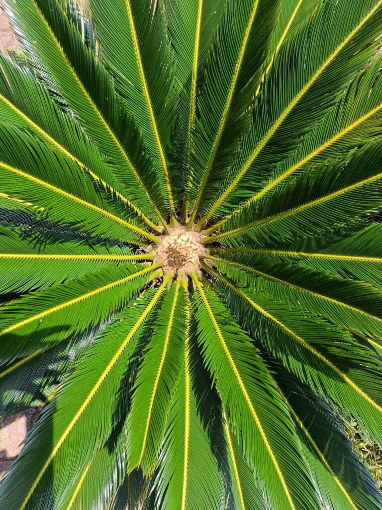 Reino Plantae: Características y Funciones