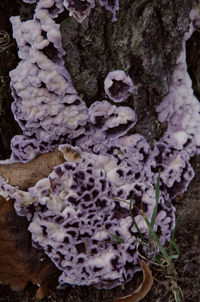 Reino Fungi: Un Reino Único