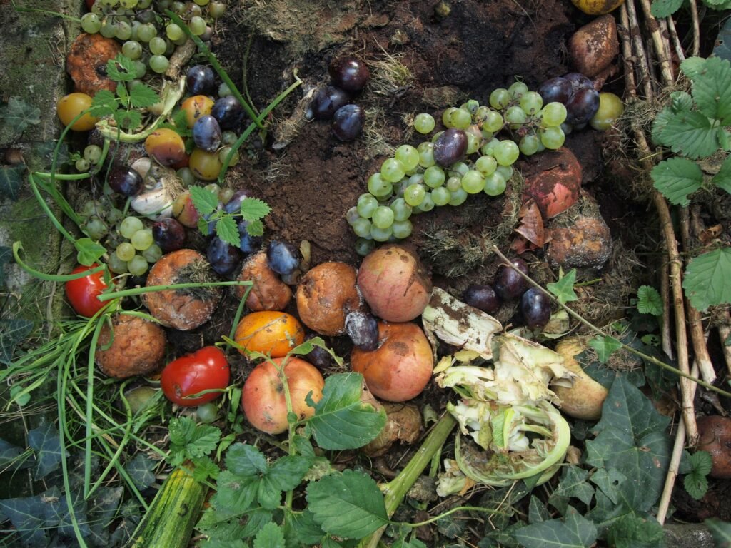 ¿Qué son los organismos descomponedores?