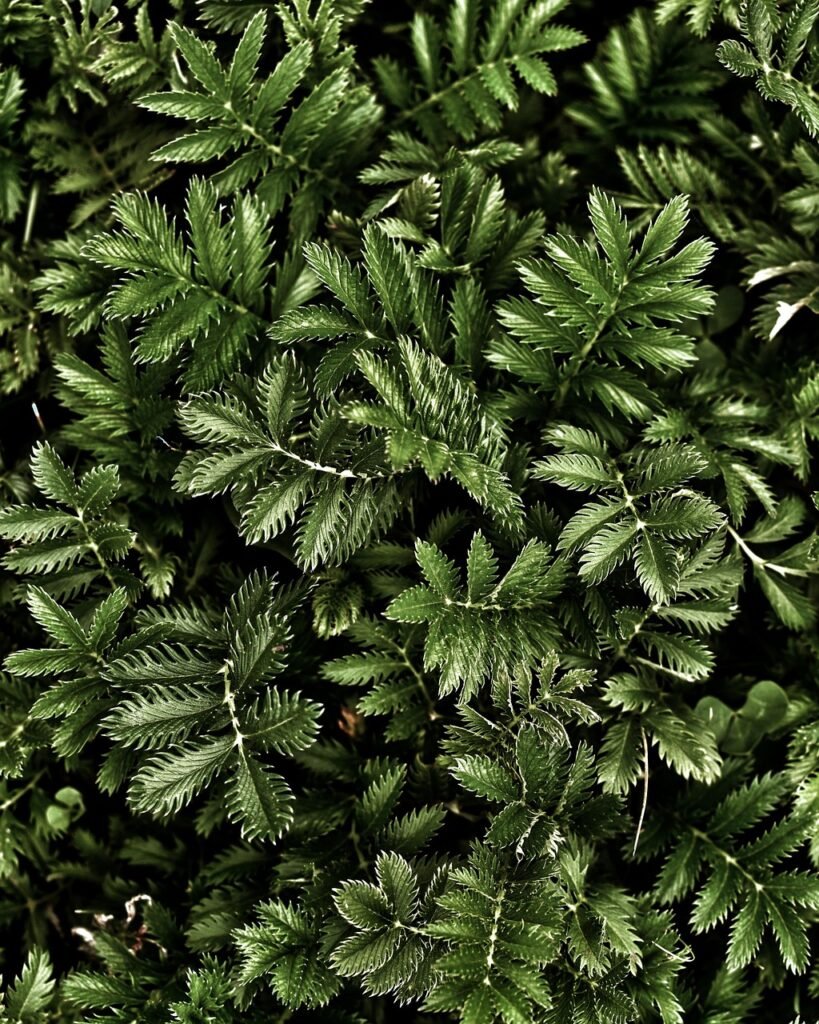 organismos productores